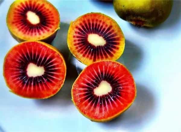 قیمت خرید کیوی تو سرخ با فروش عمده